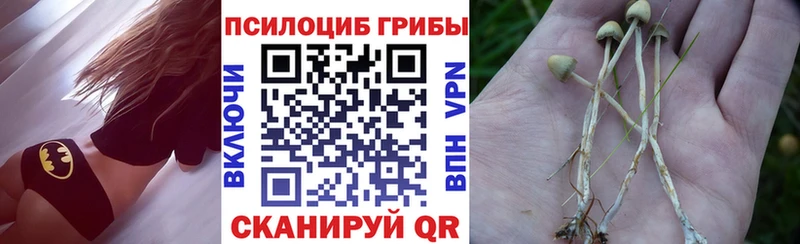 Псилоцибиновые грибы Psilocybe Чистополь